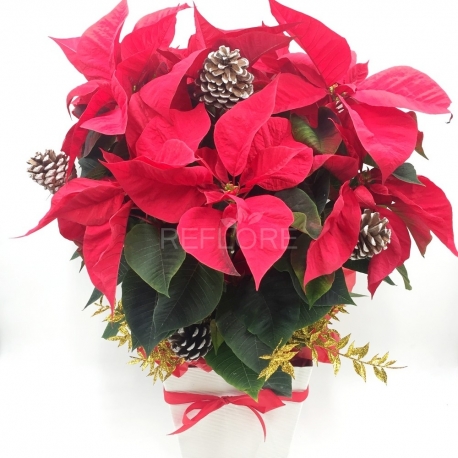 STELLA LUMINOSA: stella di Natale con pigne e decorazioni