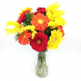 DONNA COLORATA: gerbere miste e mimosa