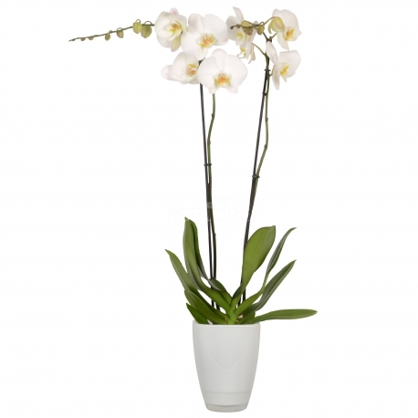 PIANTA DI ORCHIDEA DUE RAMI BIANCA CON VASO