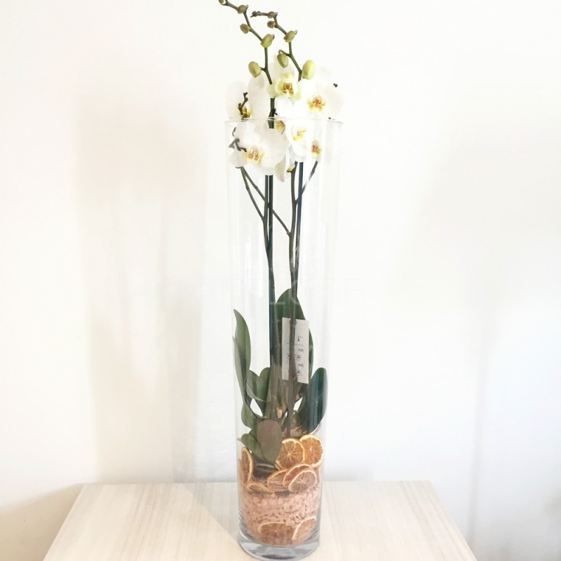 Orchidea due rami in vaso di vetro