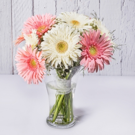 Gerbere rosa e bianche