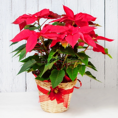 STELLA DI NATALE ROSSA IN CESTO