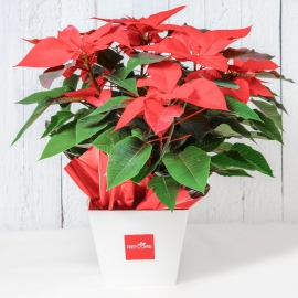 STELLA DI NATALE PONSIETTA