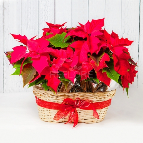 TRE STELLE DI NATALE ROSSE IN CESTA