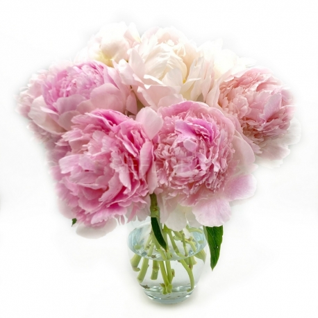 BATUFFOLO DI COTONE: peonie miste toni del rosa