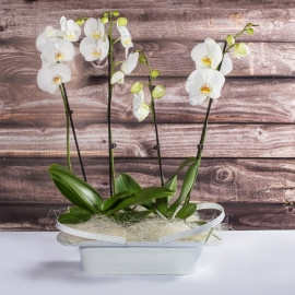 Composizione 2 orchidee bianche