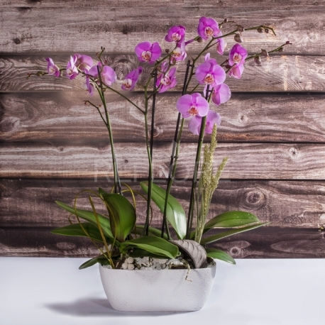 Composizione 2 orchidee viola