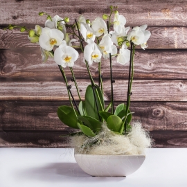 Composizione 3 orchidee bianche