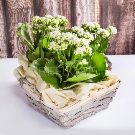 Giardinetto calancole bianche