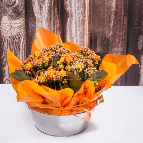 Giardinetto calancole arancio