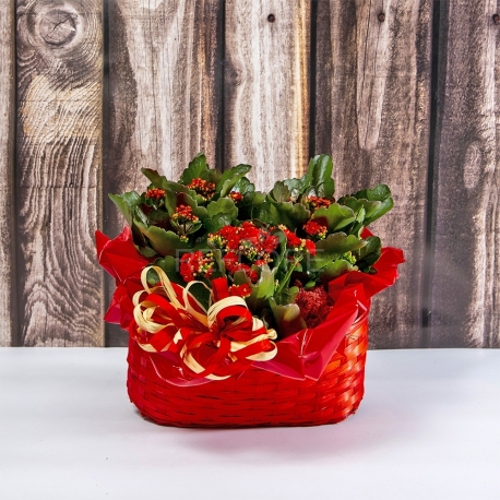 GIARDINETTO DI CALANCOLE ROSSE