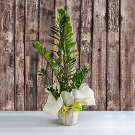 PIANTA VERDE DI ZAMIOCULCAS