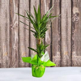 PIANTA VERDE DI YUCCA IN VASO