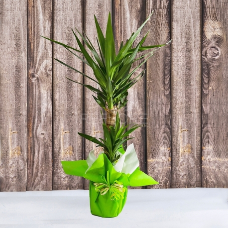 PIANTA VERDE DI YUCCA IN VASO